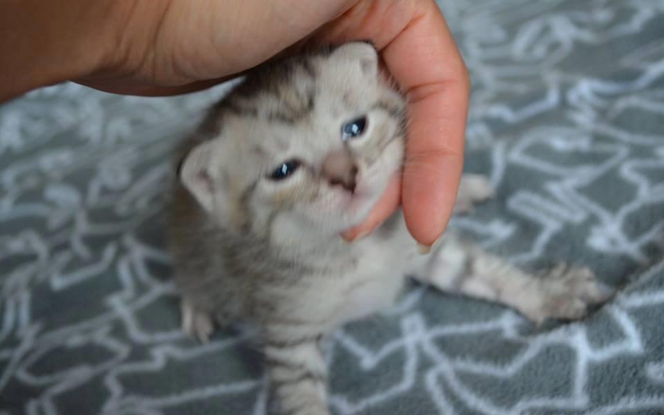 Kurilean Bobtail CH. (N)RGJ Cat`s Darmojed billede 15