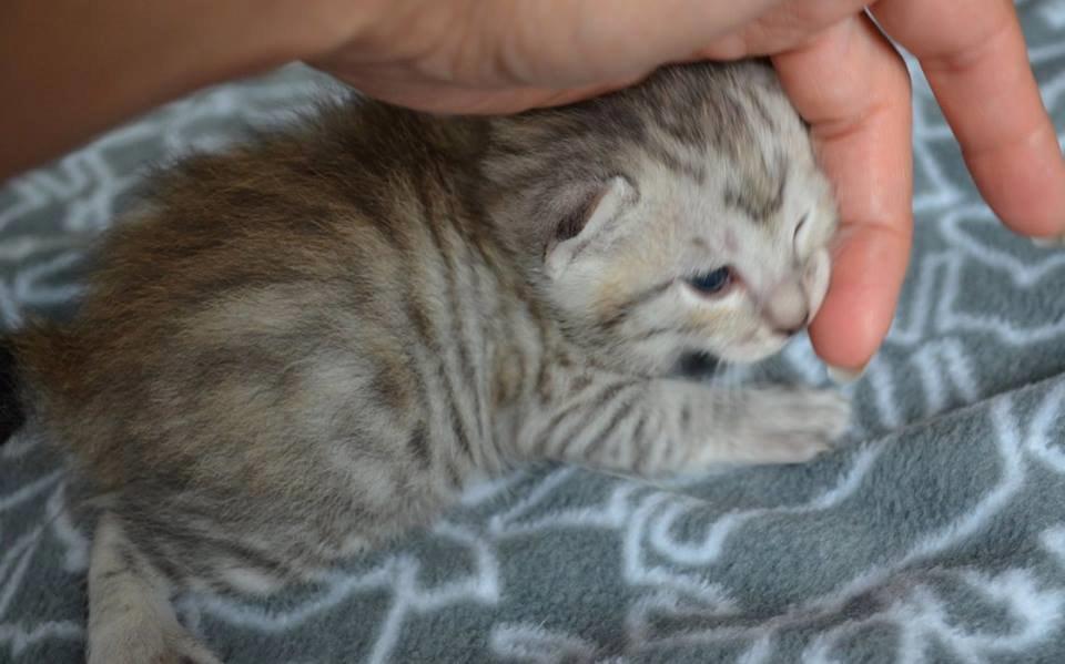 Kurilean Bobtail CH. (N)RGJ Cat`s Darmojed billede 16