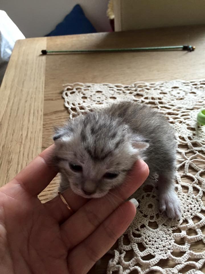 Kurilean Bobtail CH. (N)RGJ Cat`s Darmojed billede 17