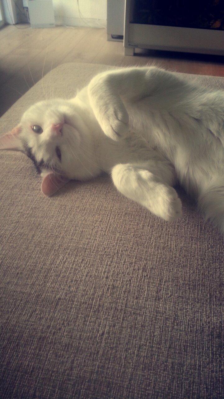 Blanding af racer Thor billede 10