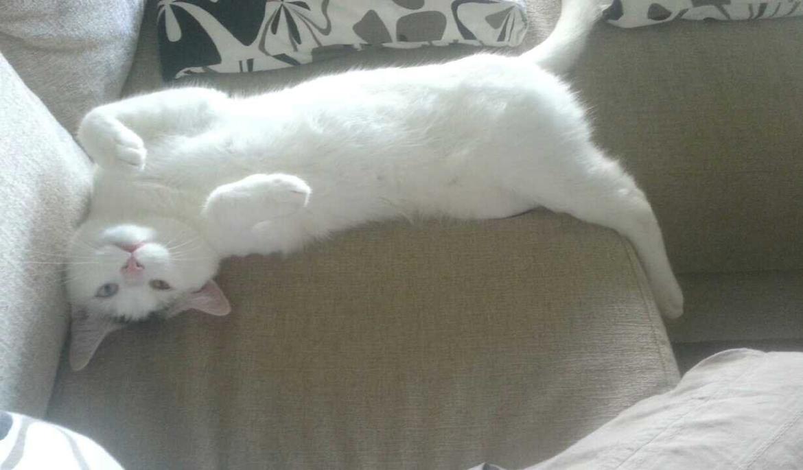 Blanding af racer Thor billede 13