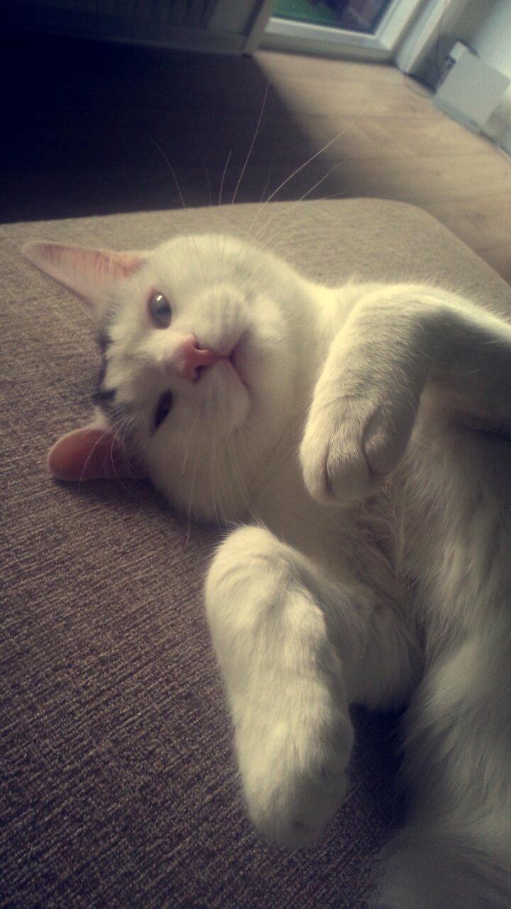 Blanding af racer Thor billede 9