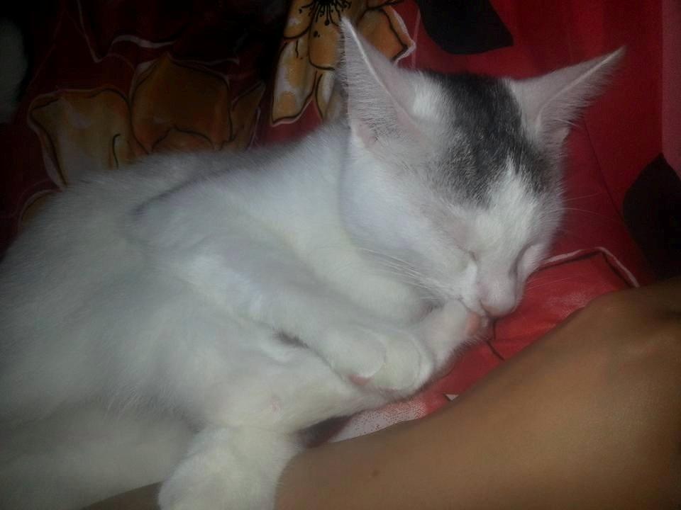 Blanding af racer Thor billede 7