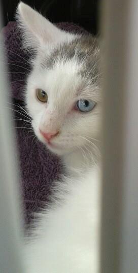 Blanding af racer Thor billede 3