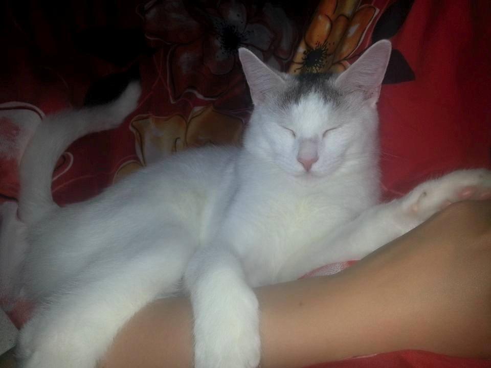 Blanding af racer Thor billede 8