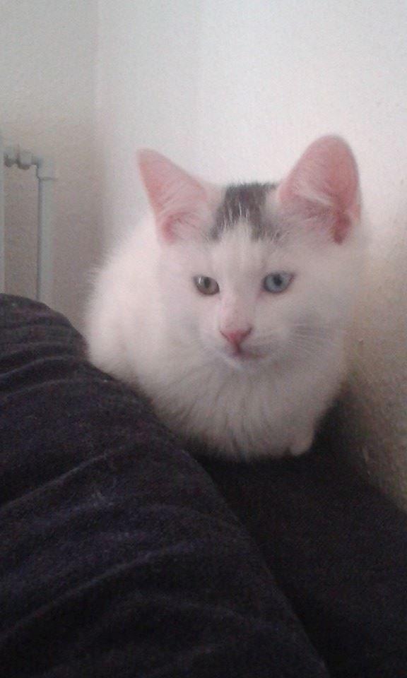 Blanding af racer Thor - Thor 3 måneder billede 2