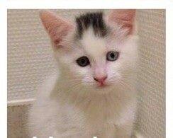 Blanding af racer Thor billede 1