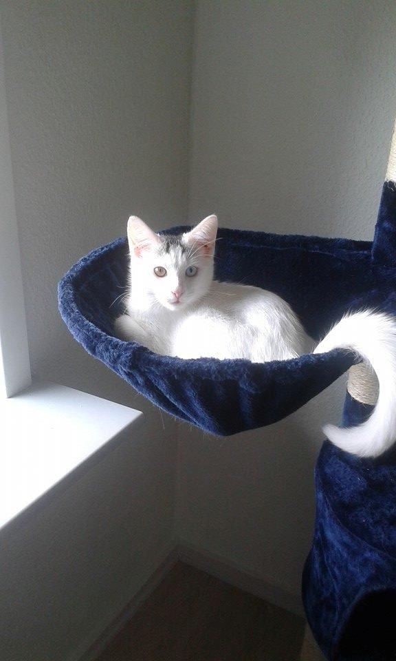 Blanding af racer Thor billede 4