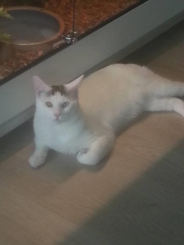 Blanding af racer Thor billede 12