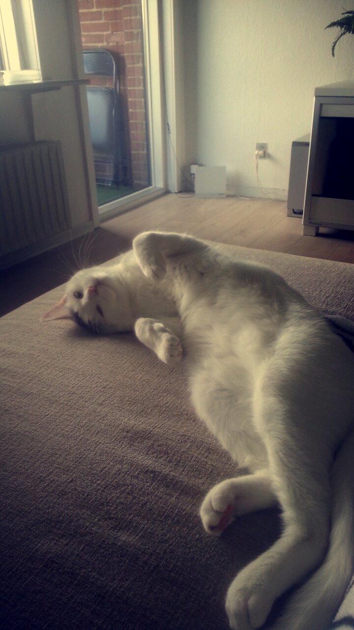 Blanding af racer Thor billede 11