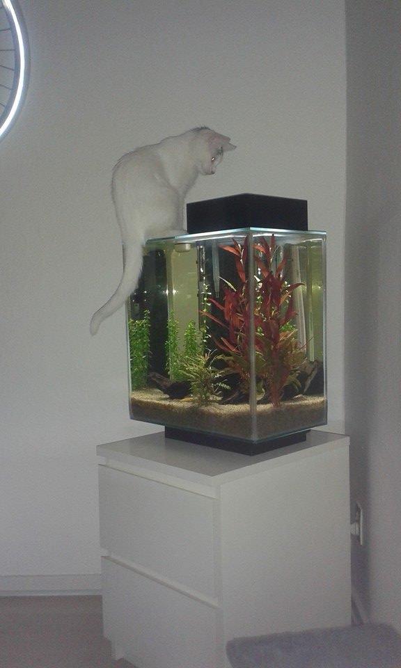 Blanding af racer Thor billede 6