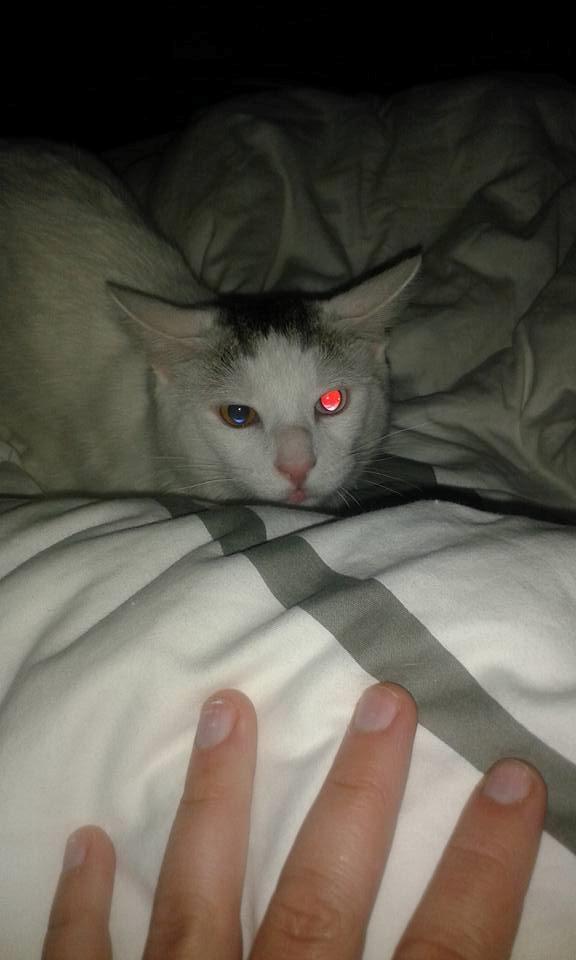 Blanding af racer Thor billede 16