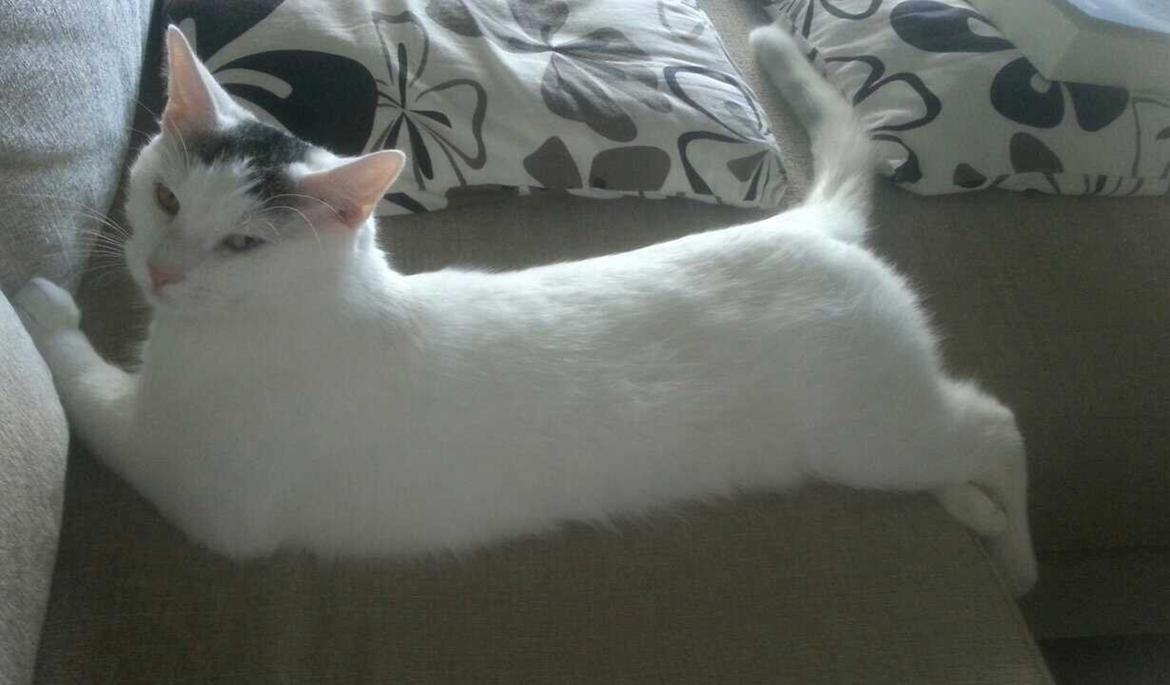 Blanding af racer Thor billede 15