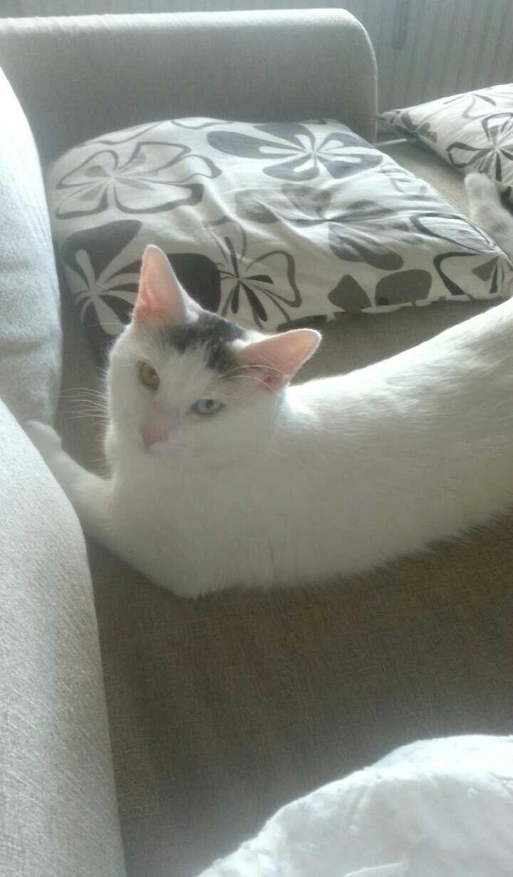 Blanding af racer Thor billede 14