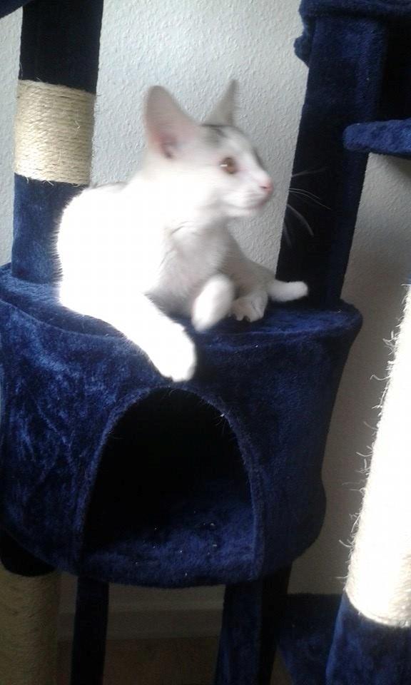 Blanding af racer Thor billede 5