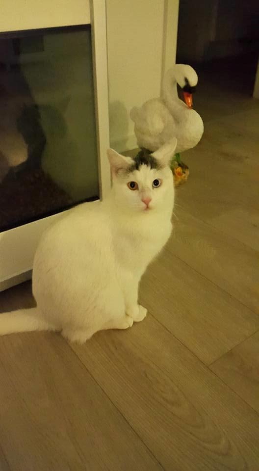 Blanding af racer Thor - Thor 1 års fødselsdag <3 billede 17