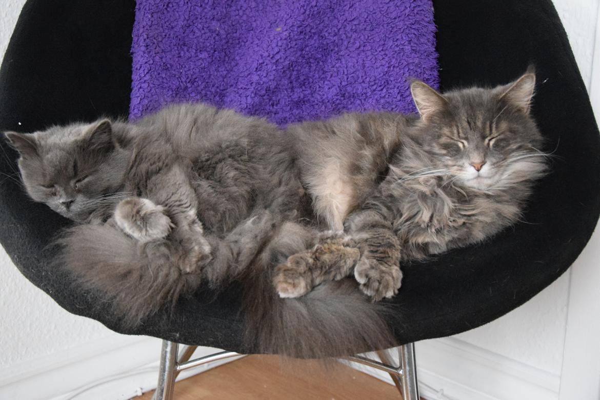 Maine Coon Bobby (hvil i fred <3) billede 14