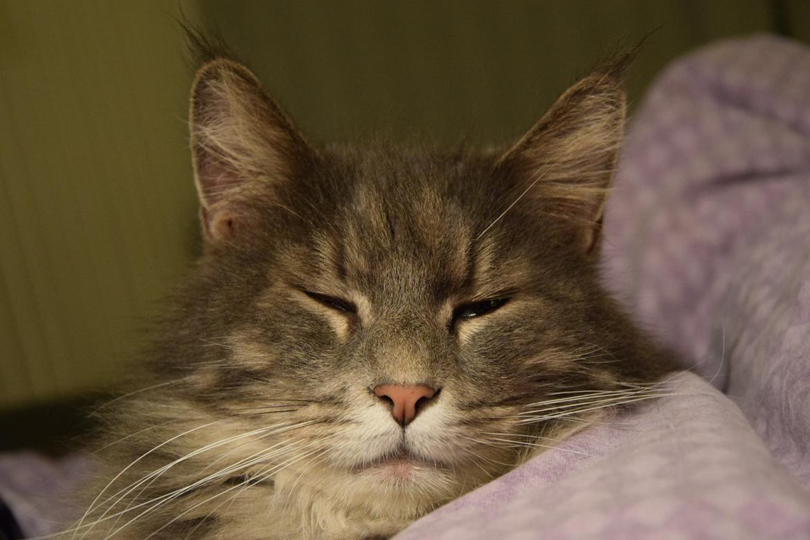 Maine Coon Bobby (hvil i fred <3) billede 22