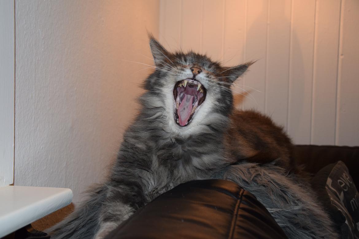 Maine Coon Bobby (hvil i fred <3) billede 17
