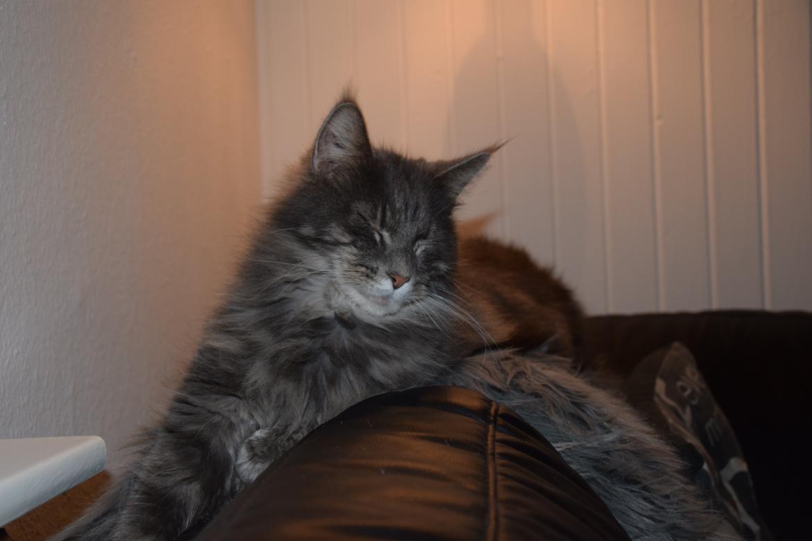 Maine Coon Bobby (hvil i fred <3) billede 18