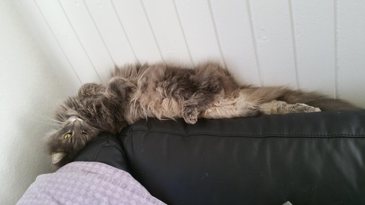 Maine Coon Bobby (hvil i fred <3) billede 19