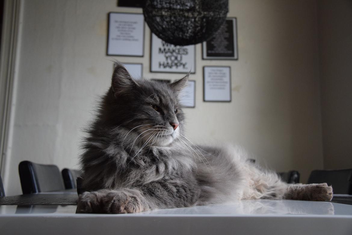 Maine Coon Bobby (hvil i fred <3) billede 11