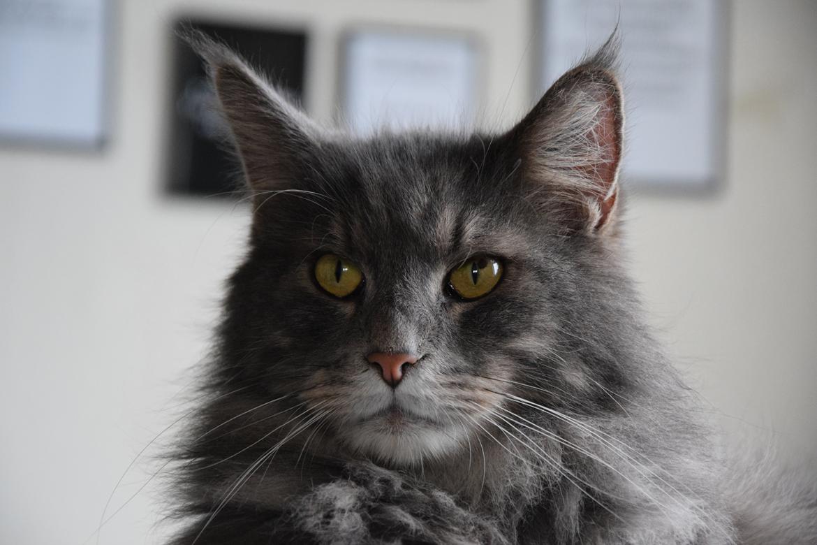 Maine Coon Bobby (hvil i fred <3) billede 10