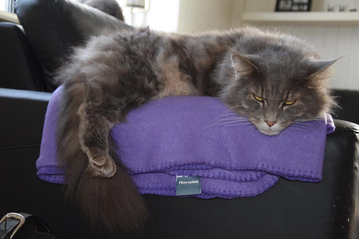 Maine Coon Bobby (hvil i fred <3) billede 15