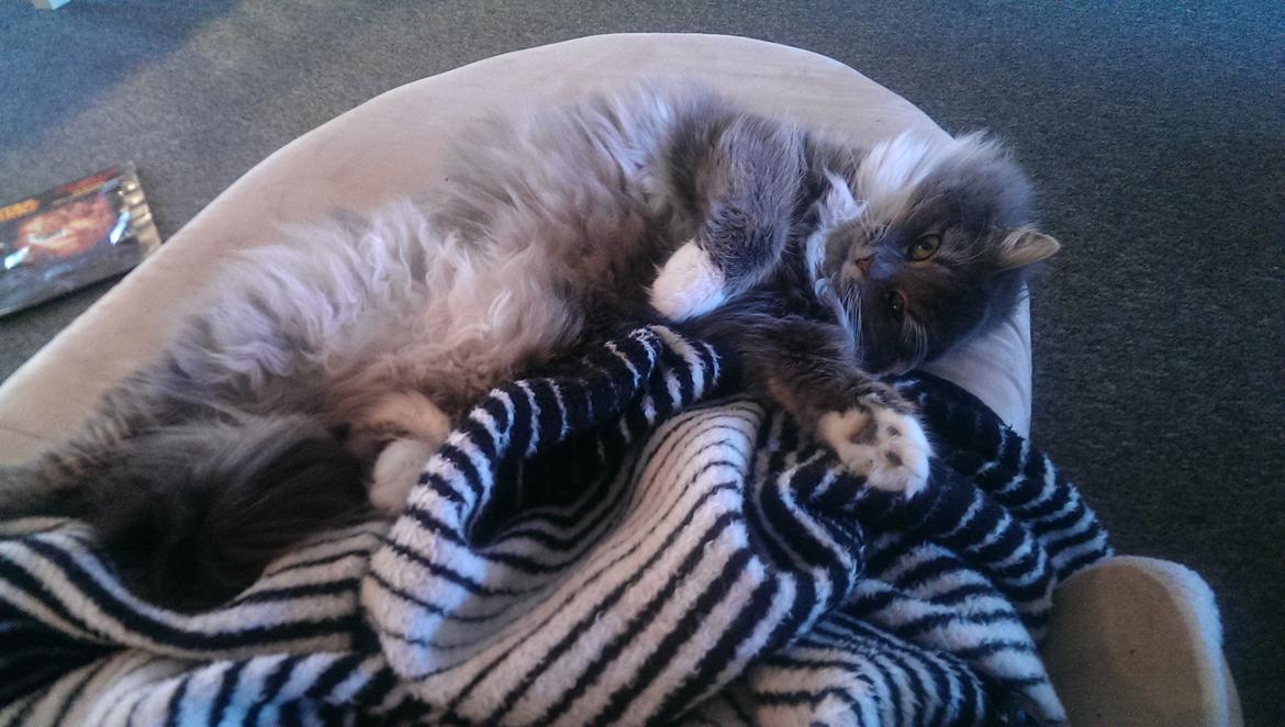 Blanding af racer Kayla himmelkat billede 2