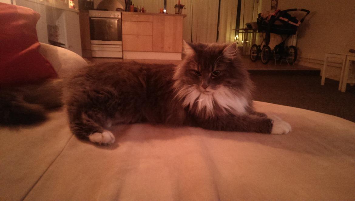 Blanding af racer Kayla himmelkat billede 5