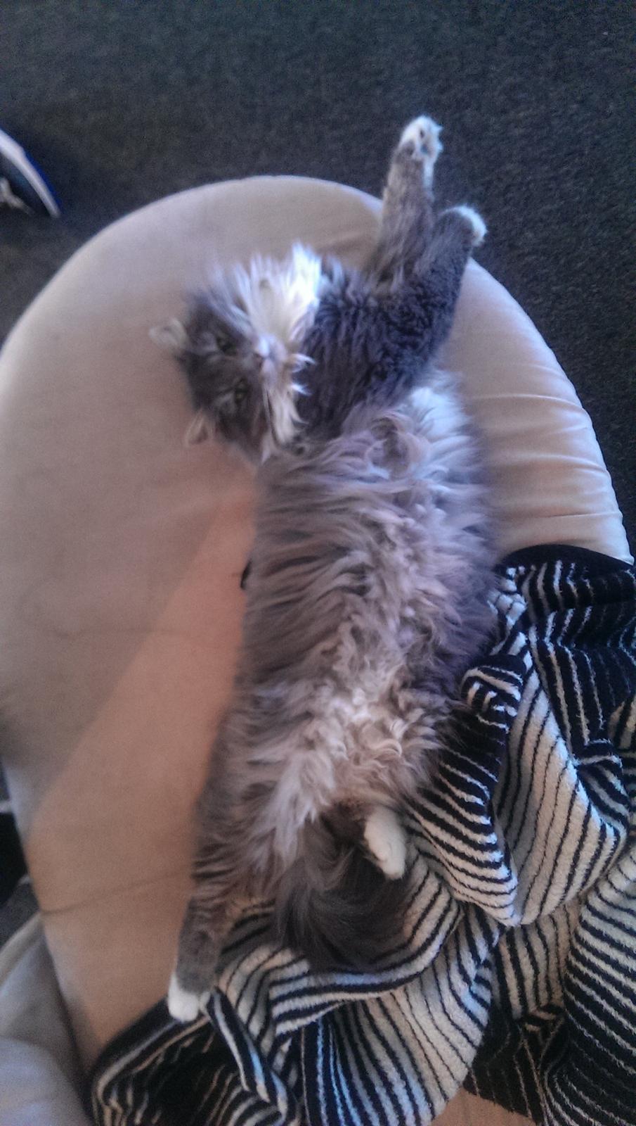 Blanding af racer Kayla himmelkat billede 3