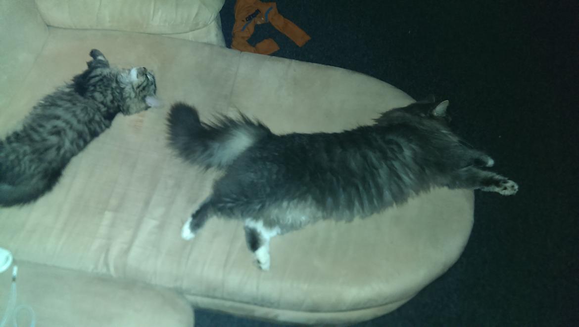 Blanding af racer Kayla himmelkat billede 7