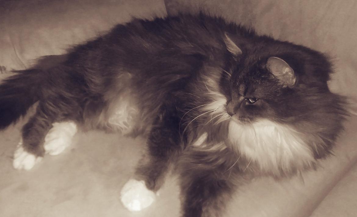 Blanding af racer Kayla himmelkat billede 4