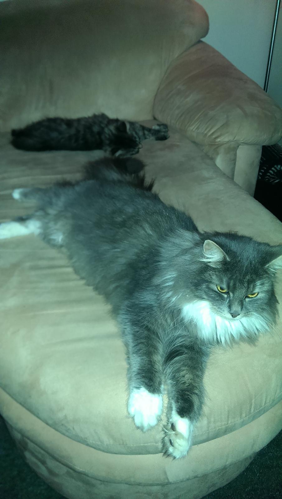 Blanding af racer Kayla himmelkat billede 6