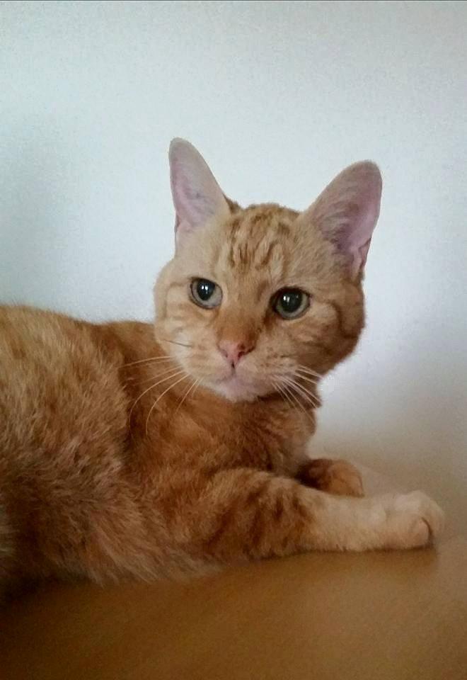 Huskat Lion billede 11