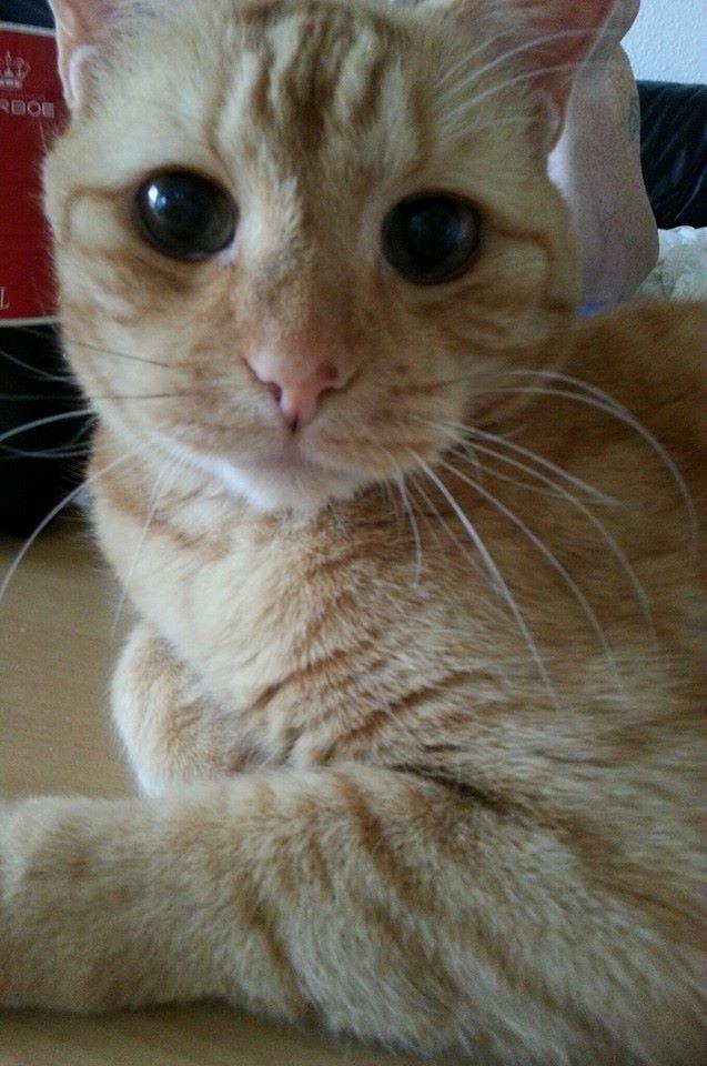 Huskat Lion billede 1