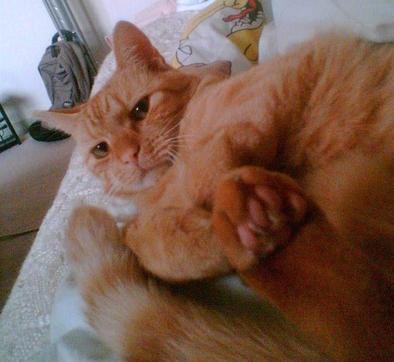 Huskat Lion billede 2