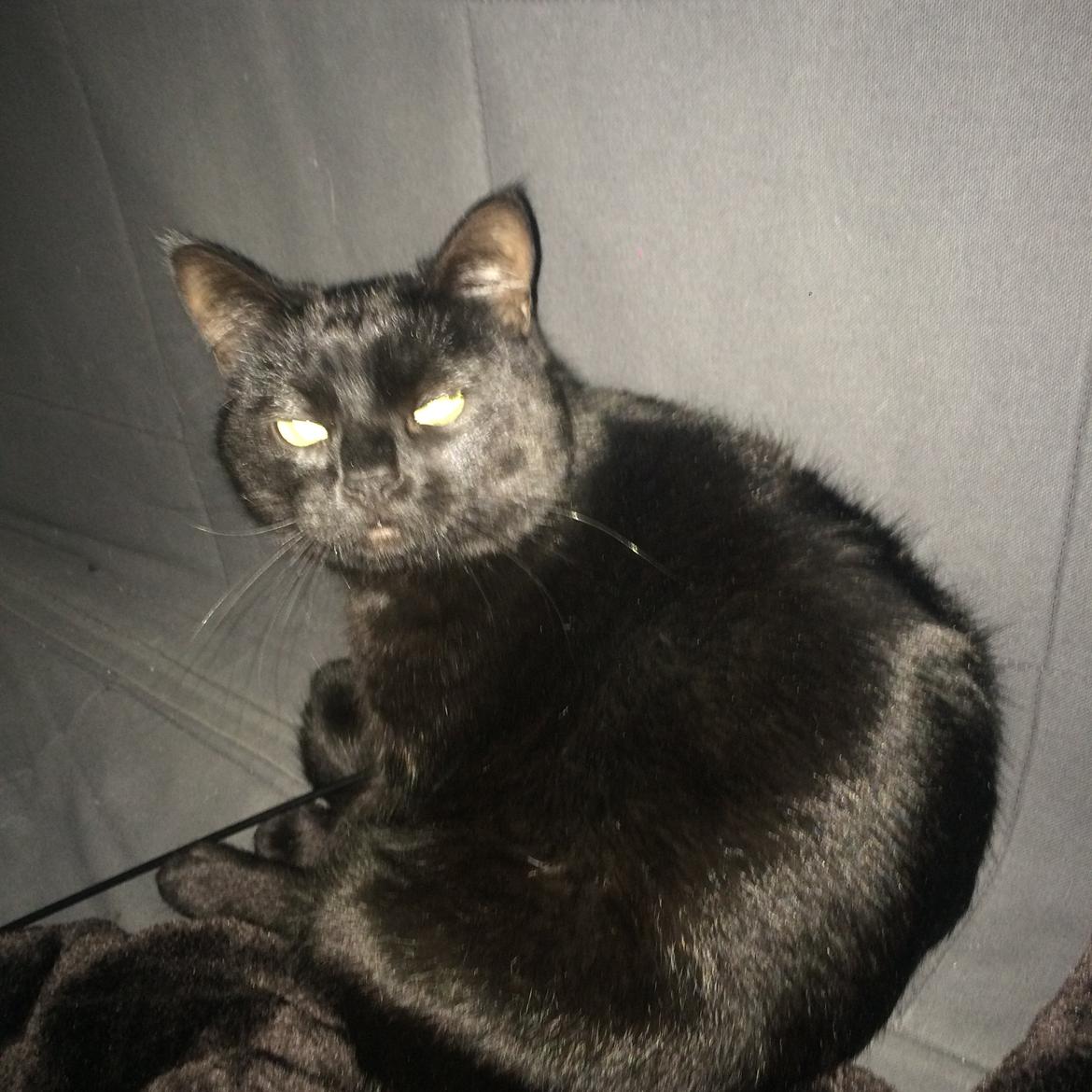 Blanding af racer Jack billede 12