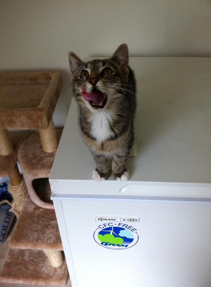 Huskat Diva billede 1