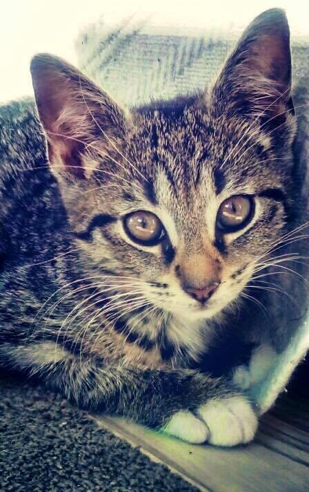 Huskat Diva billede 3