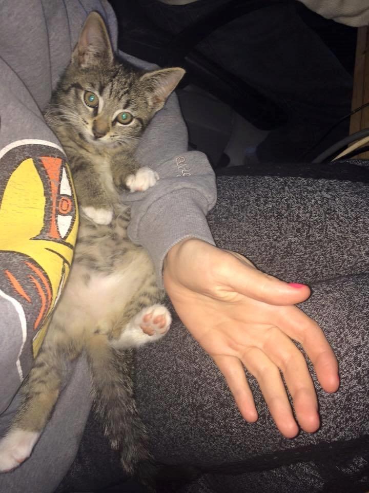 Huskat Diva - 12 uger. billede 2