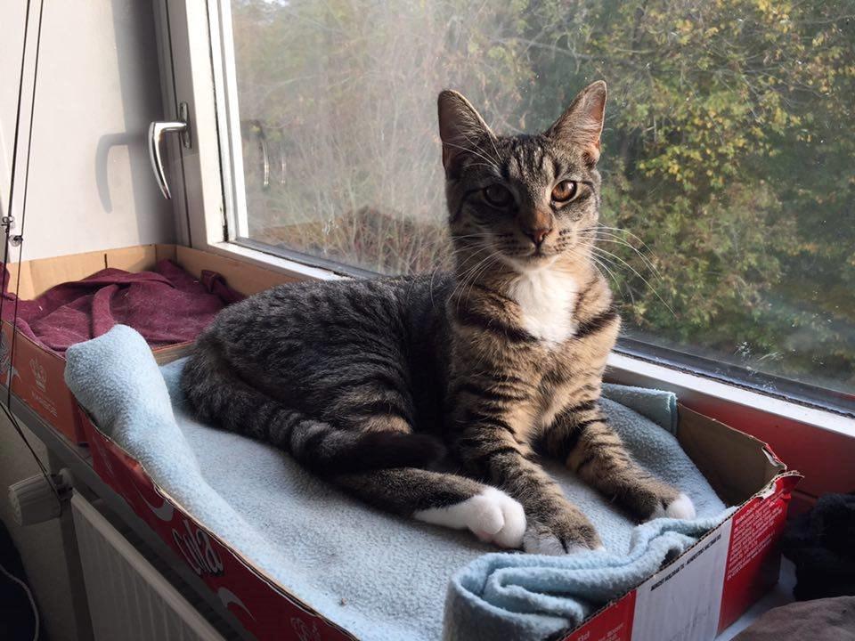 Huskat Diva billede 4