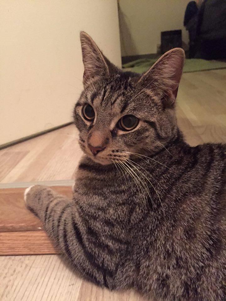 Huskat Diva billede 5