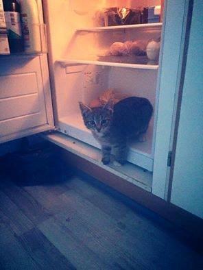 Huskat Diva - 12 uger billede 6