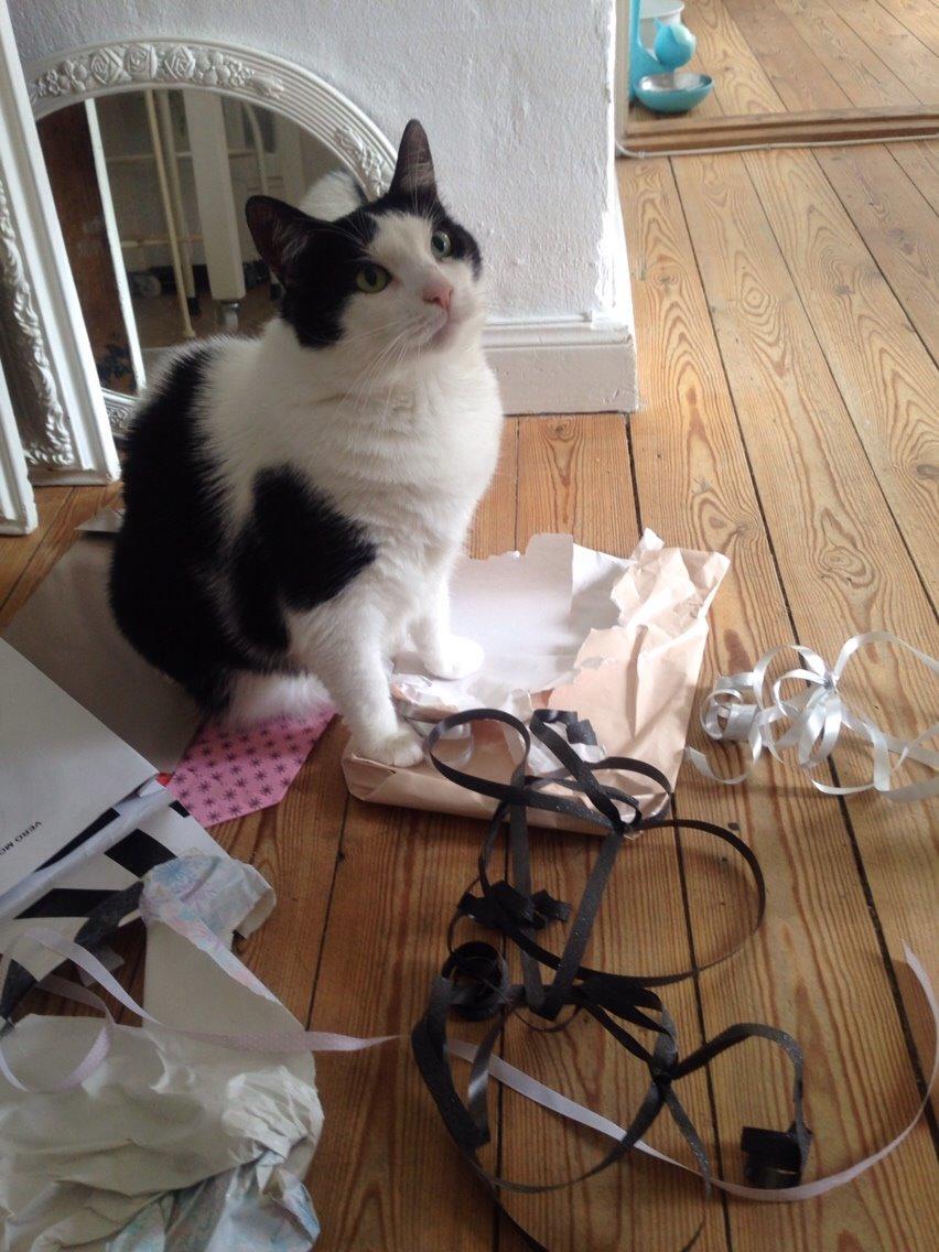 Huskat Kitty billede 12