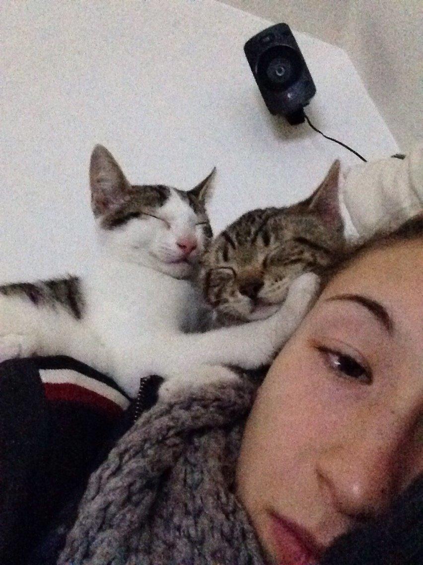 Huskat Baloo billede 1