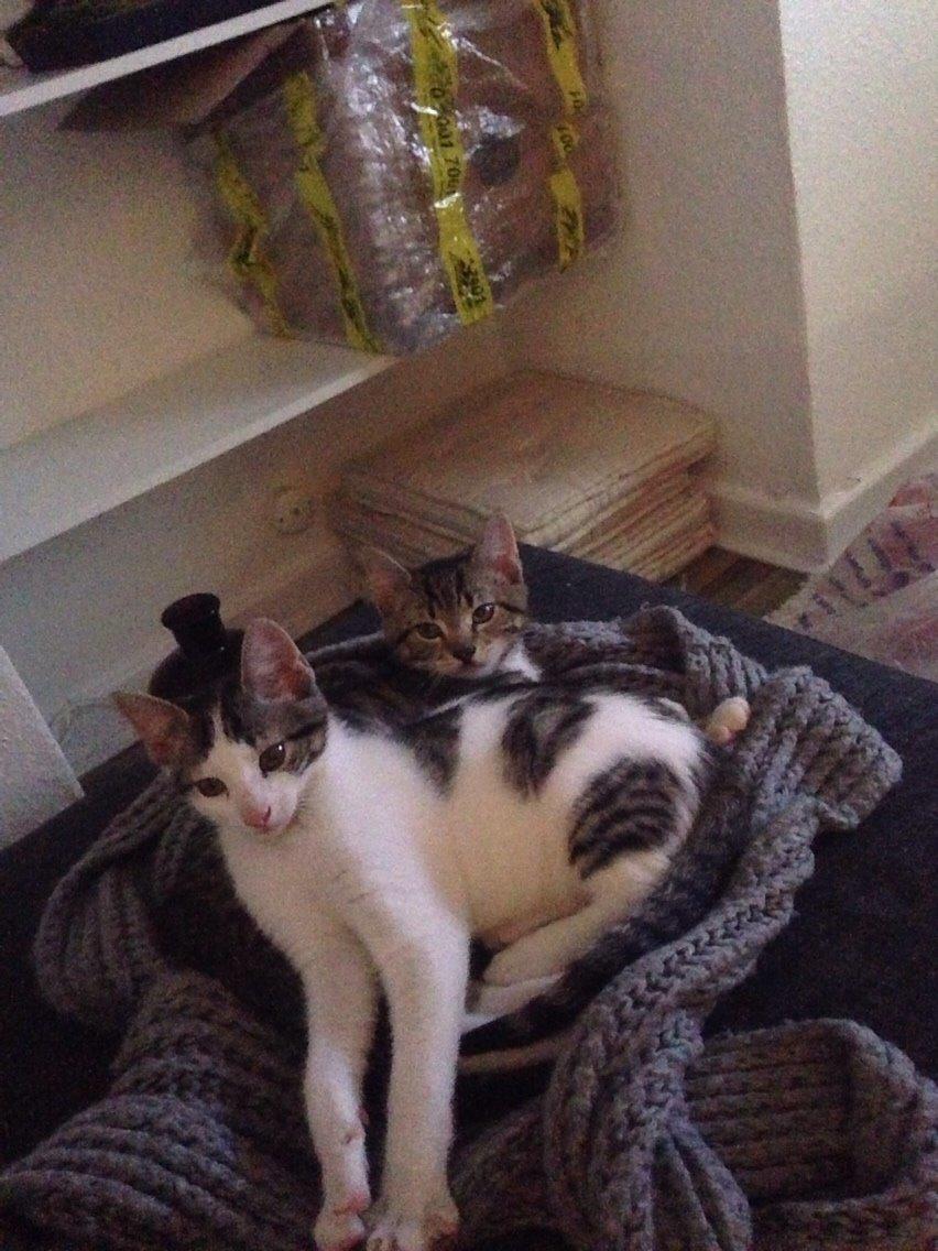 Huskat Baloo billede 2