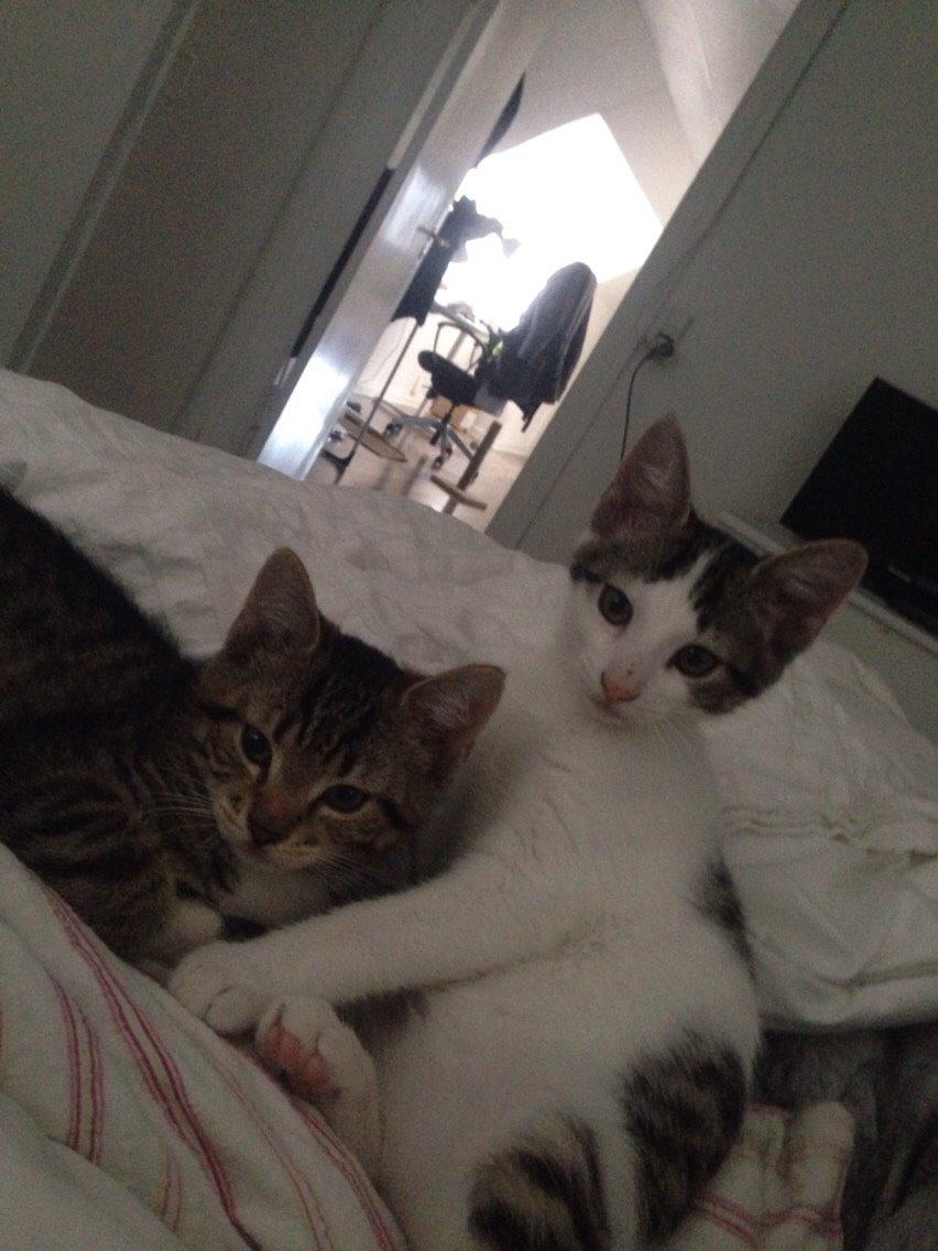 Huskat Baloo billede 4