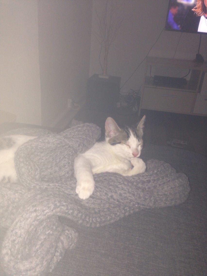 Huskat Baloo billede 3