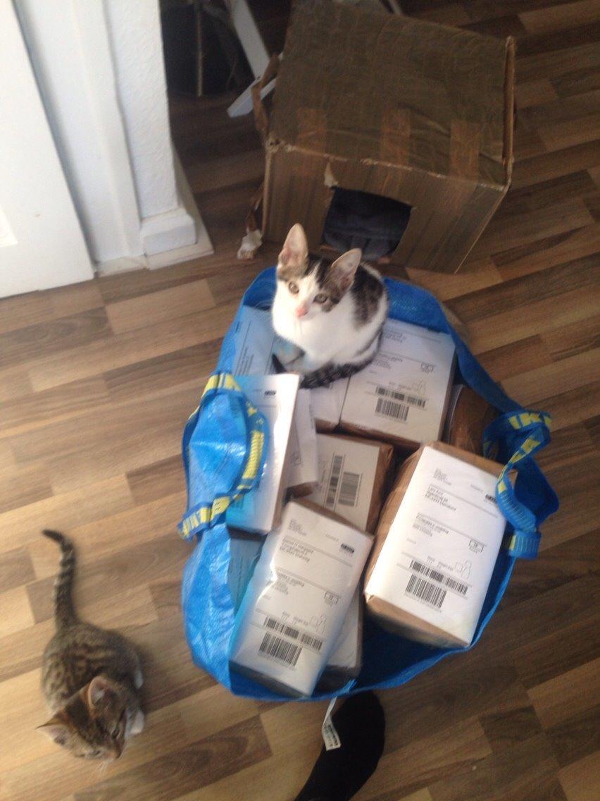 Huskat Baloo billede 5